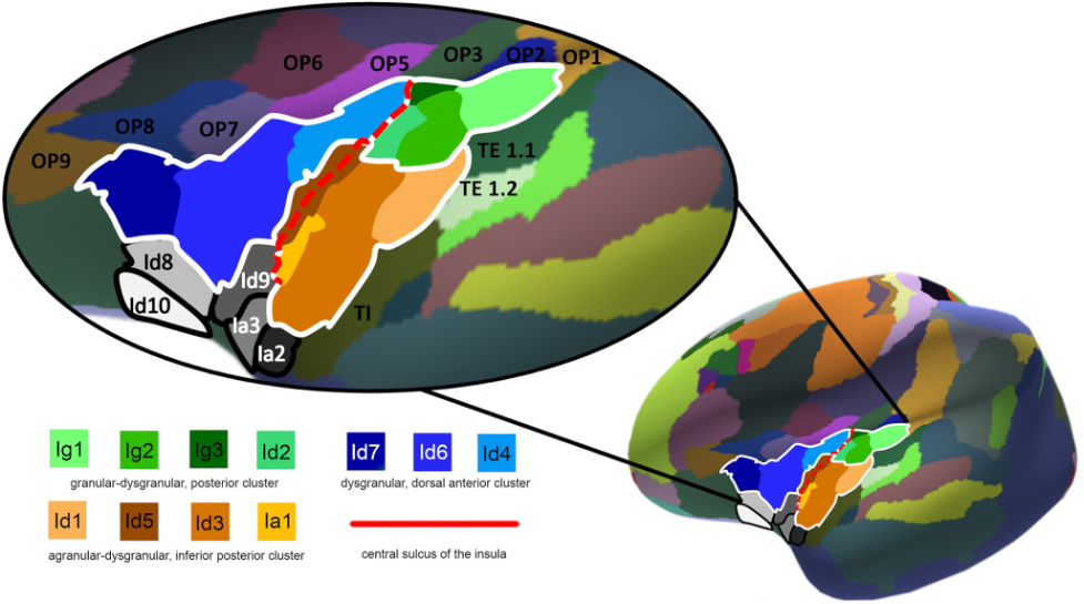 Maximum probability map of seven newly discovered areas of the human insula. Figure from Quabs et al 2022 (CC 4.0). 