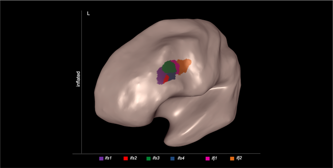 Representation of the left hemisphere of the human brain with the six newly identified areas highlighted