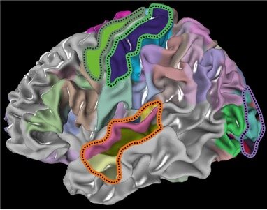 Surface of a human brain with analyses areas highlighted in different colors: visual system (purple line), auditory (orange) and motor area (dark grey), and the somatosensory area (green line)